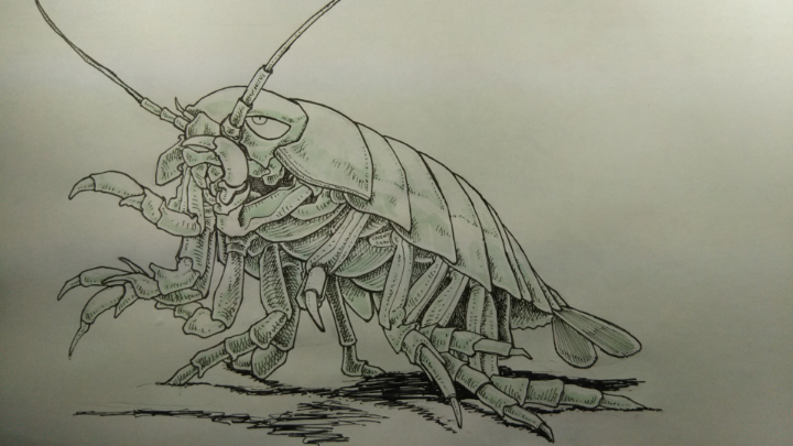 ダイオウグソクムシ Pixiv Sketch